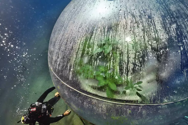 Nemo Garden An Underwater Farm Challenging Traditional Agriculture - European Real Estate News Agency Nemo Garden An Underwater Farm Challenging Traditional Agriculture