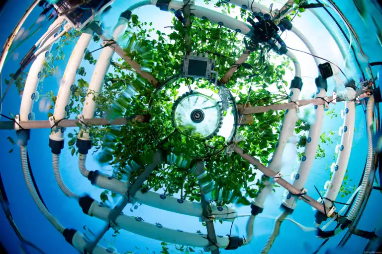 Nemo Garden An Underwater Farm Challenging Traditional Agriculture - European Real Estate News Agency Nemo Garden An Underwater Farm Challenging Traditional Agriculture