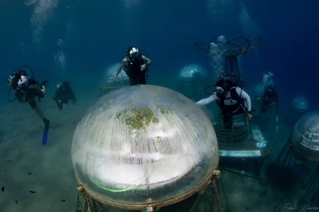 Divers touching a biosphere at Nemo's Garden
